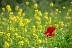 poppy in a field of yellow flowers